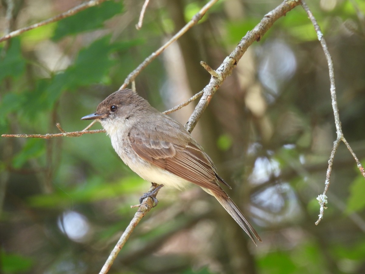 Eastern Phoebe - ML432129211