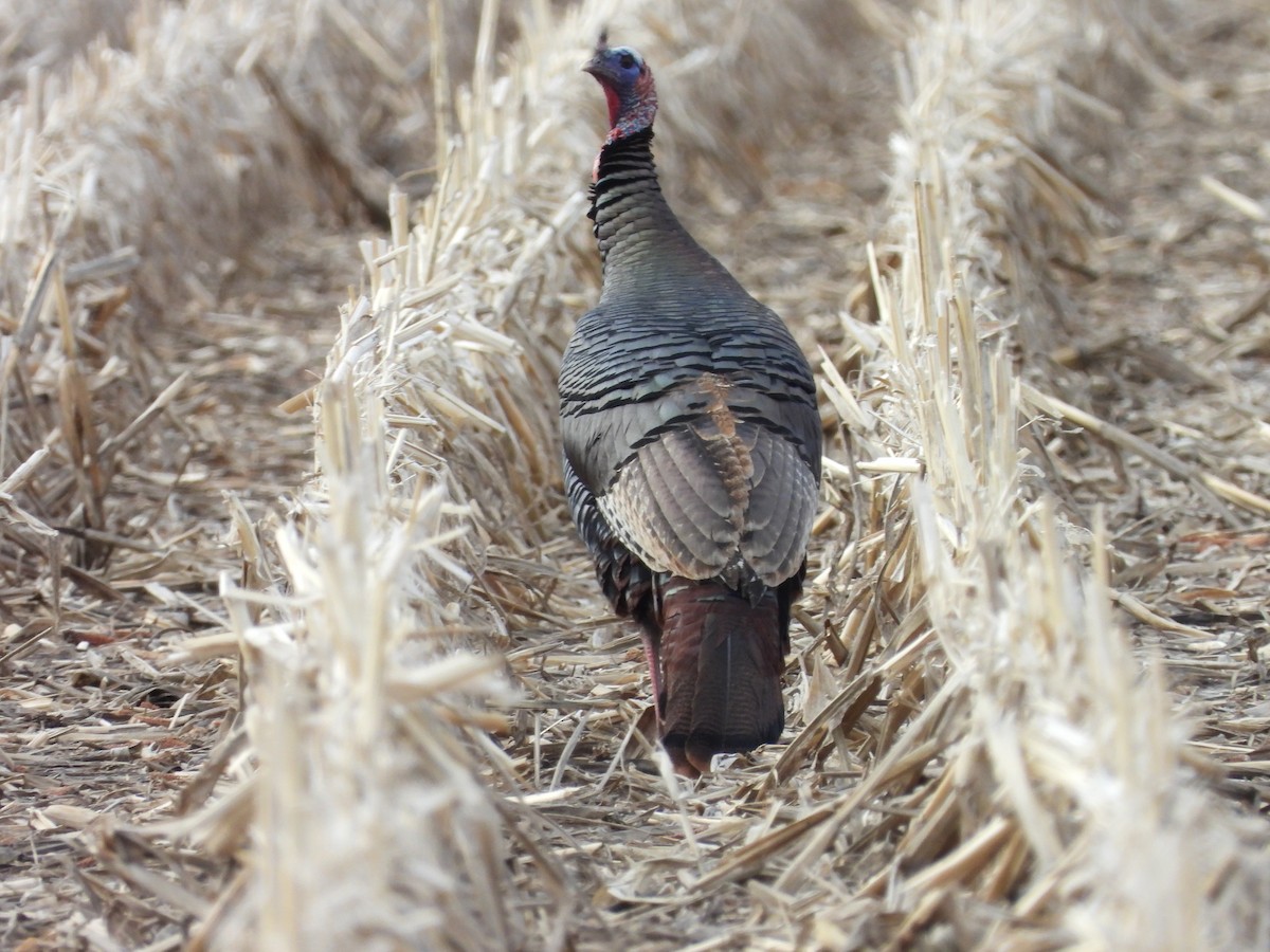 Wild Turkey - Jean W. Côté