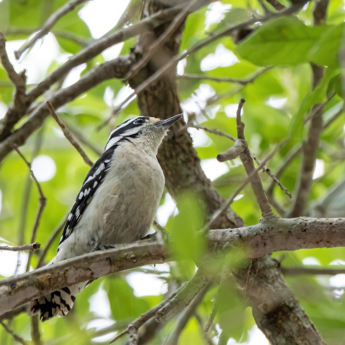 Downy Woodpecker - Charles Byrne