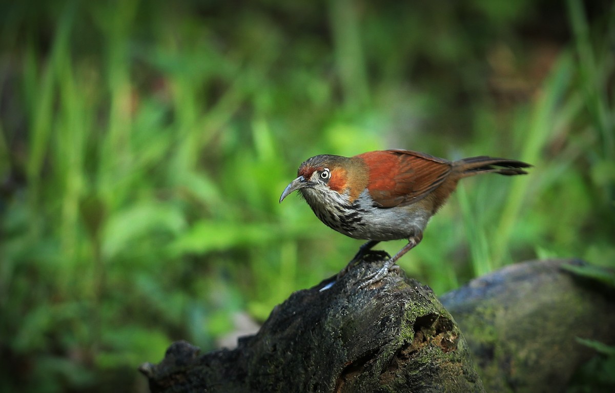 Gray-sided Scimitar-Babbler - ML432130171