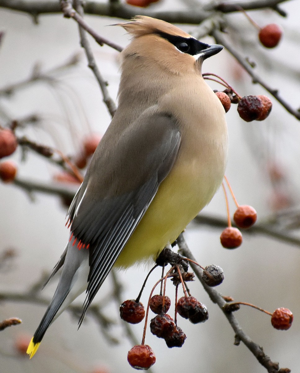 Cedar Waxwing - ML432130451