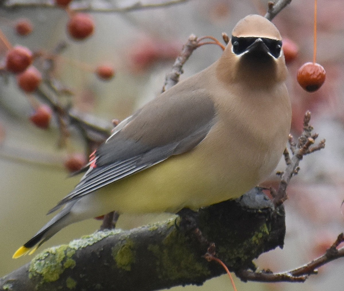 Cedar Waxwing - ML432130741