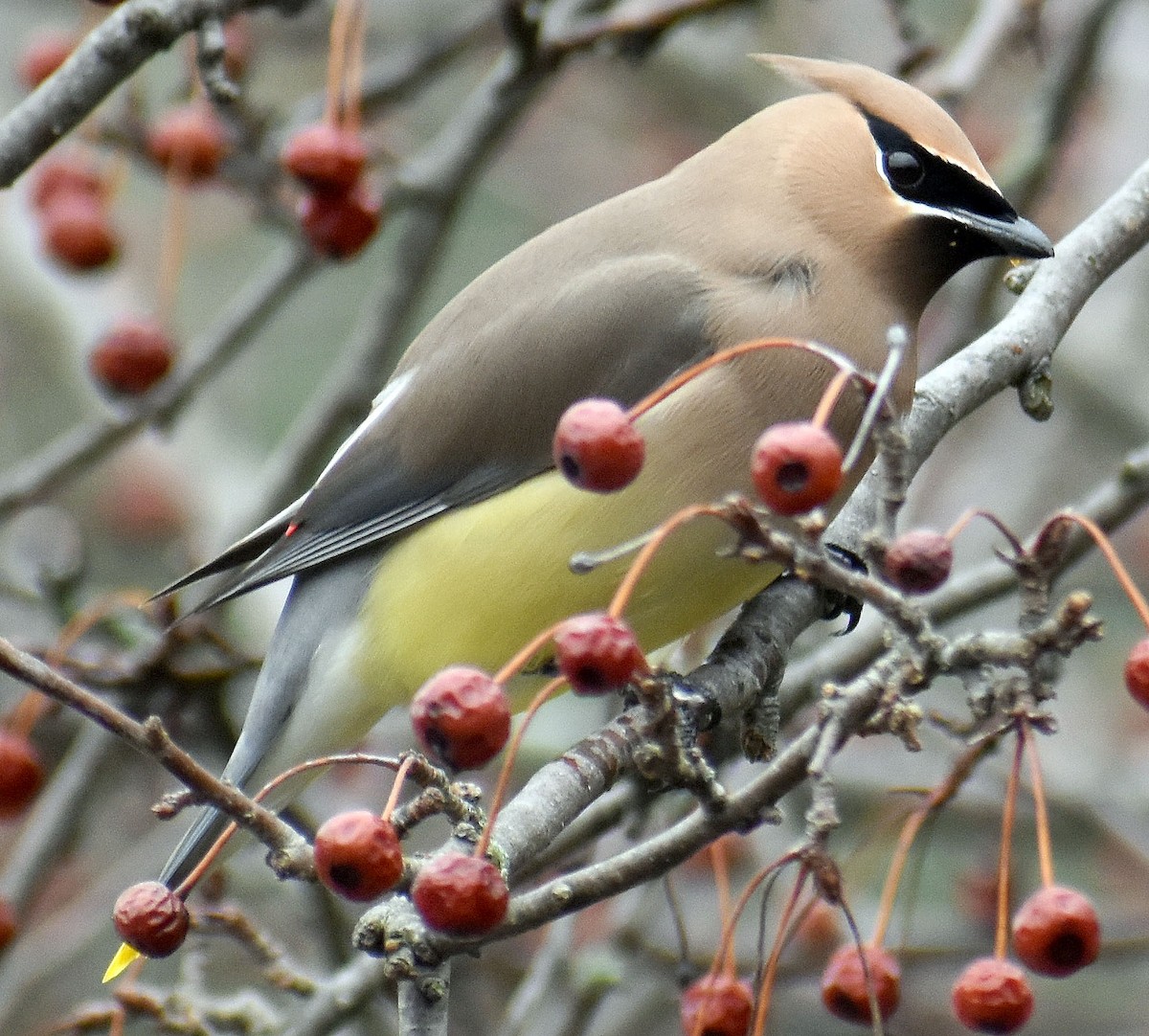 Cedar Waxwing - ML432130821