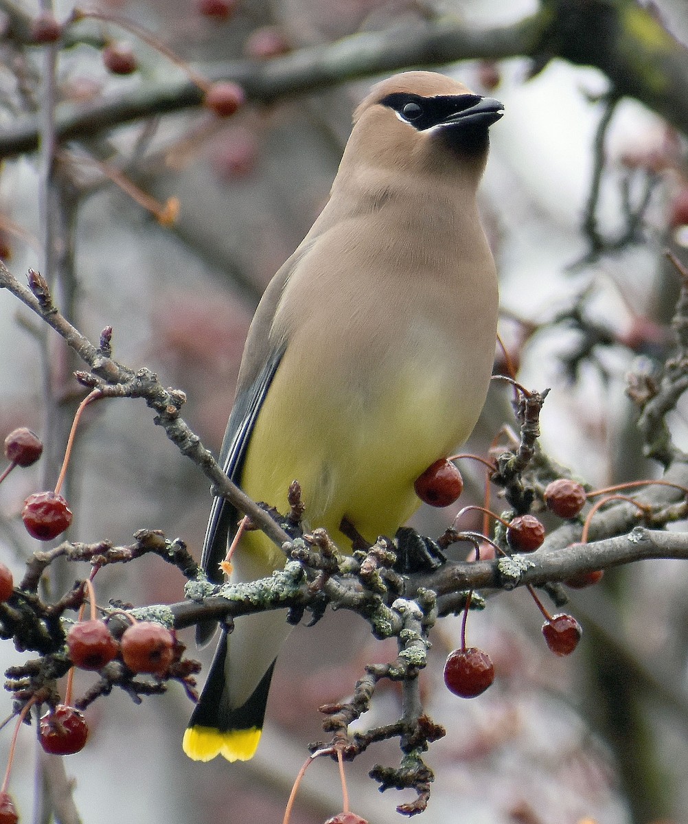 Cedar Waxwing - ML432130911