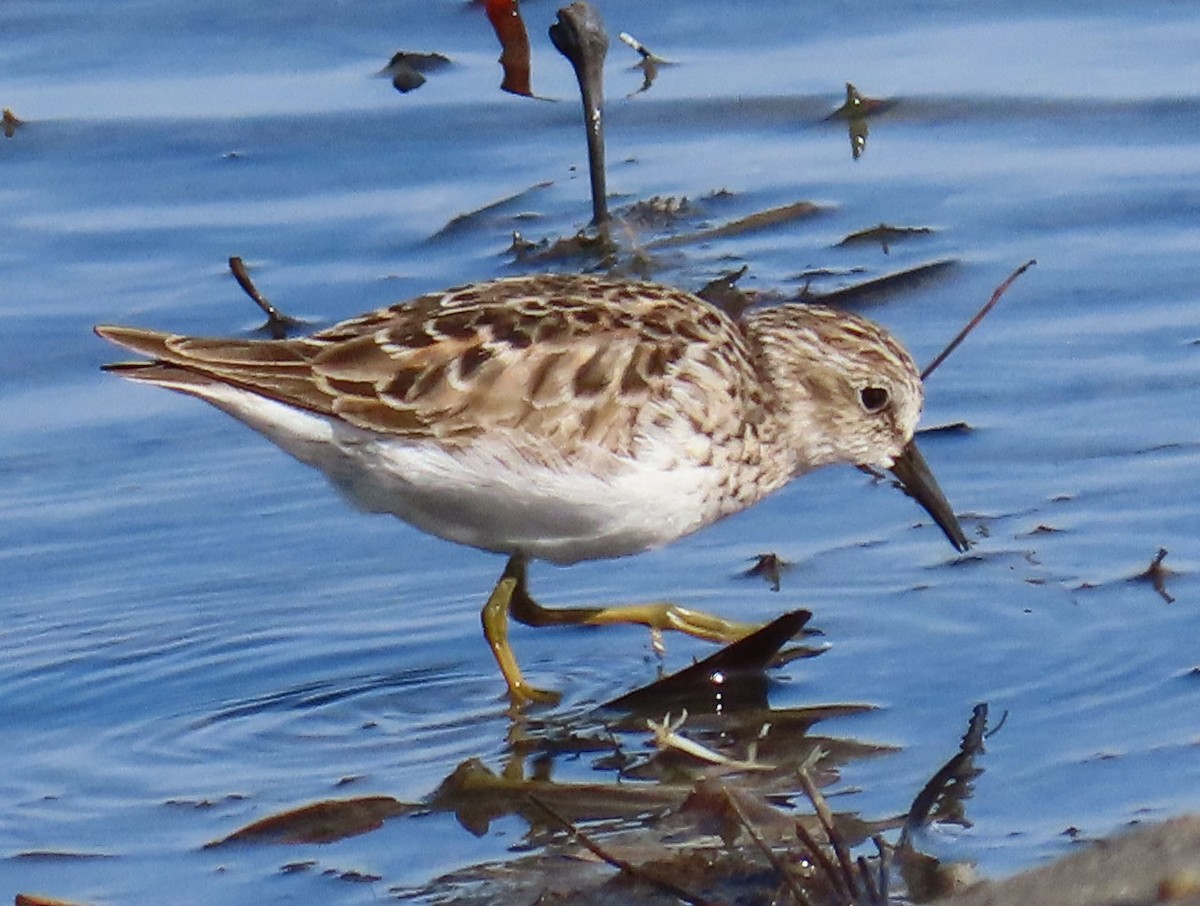 Least Sandpiper - ML432133791