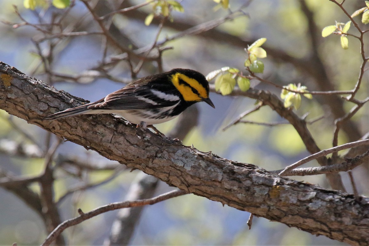 Golden-cheeked Warbler - ML432134501