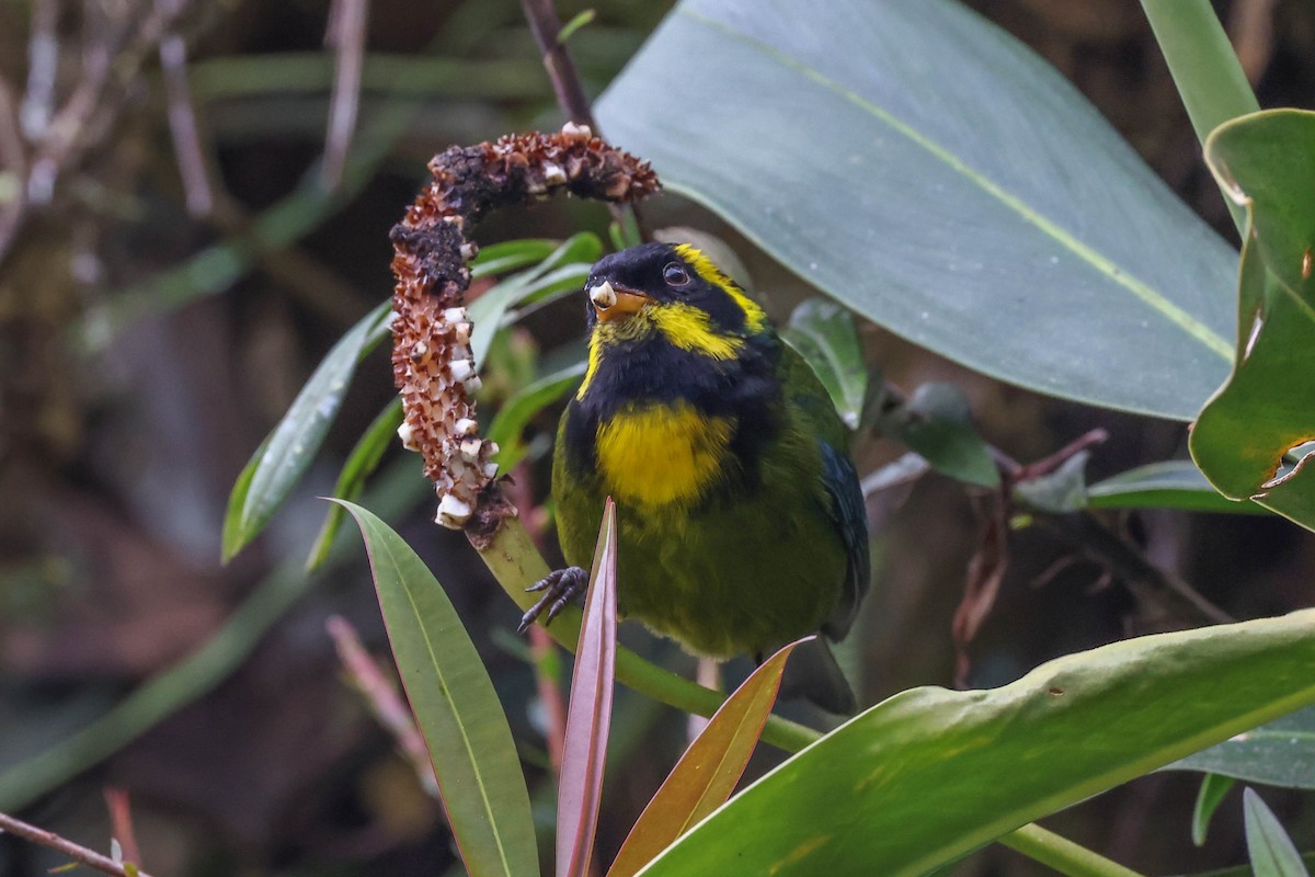 Gold-ringed Tanager - ML432134901