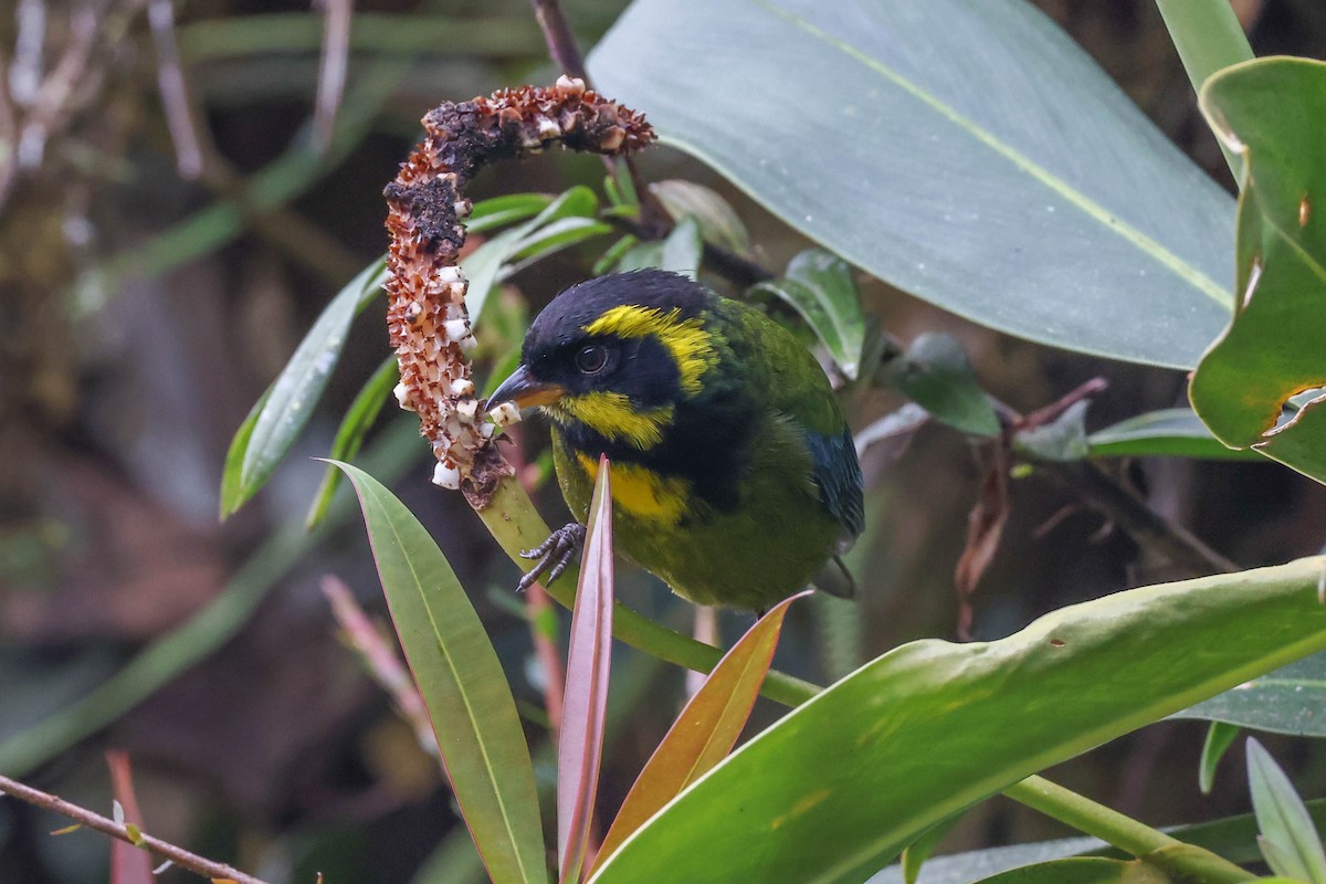 Gold-ringed Tanager - ML432134911