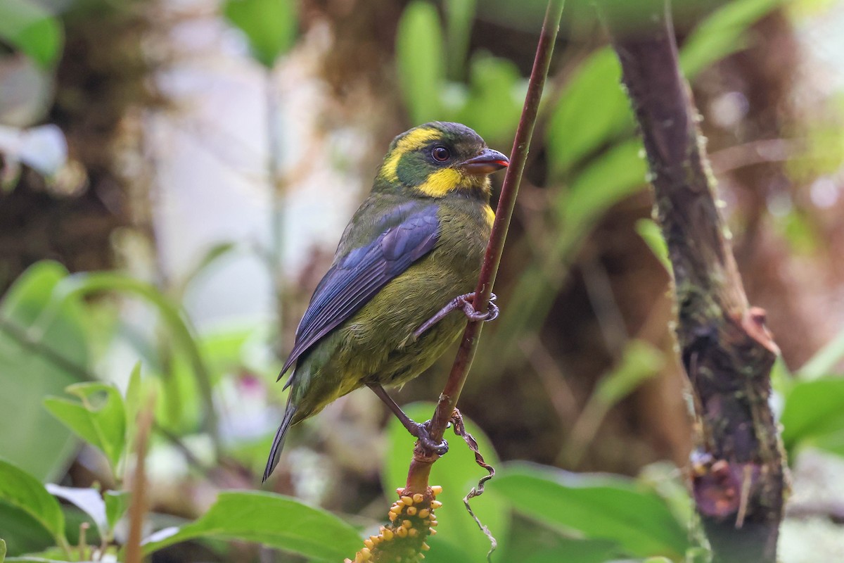 Gold-ringed Tanager - ML432135081
