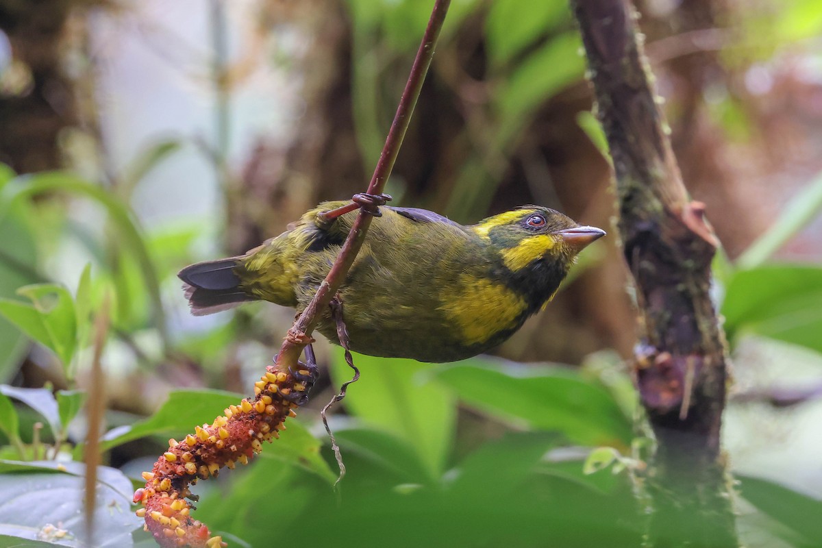 Gold-ringed Tanager - ML432135091