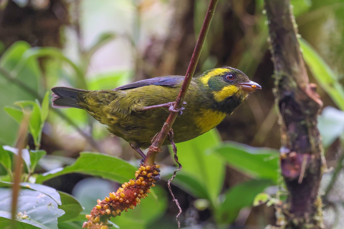 Gold-ringed Tanager - ML432135101