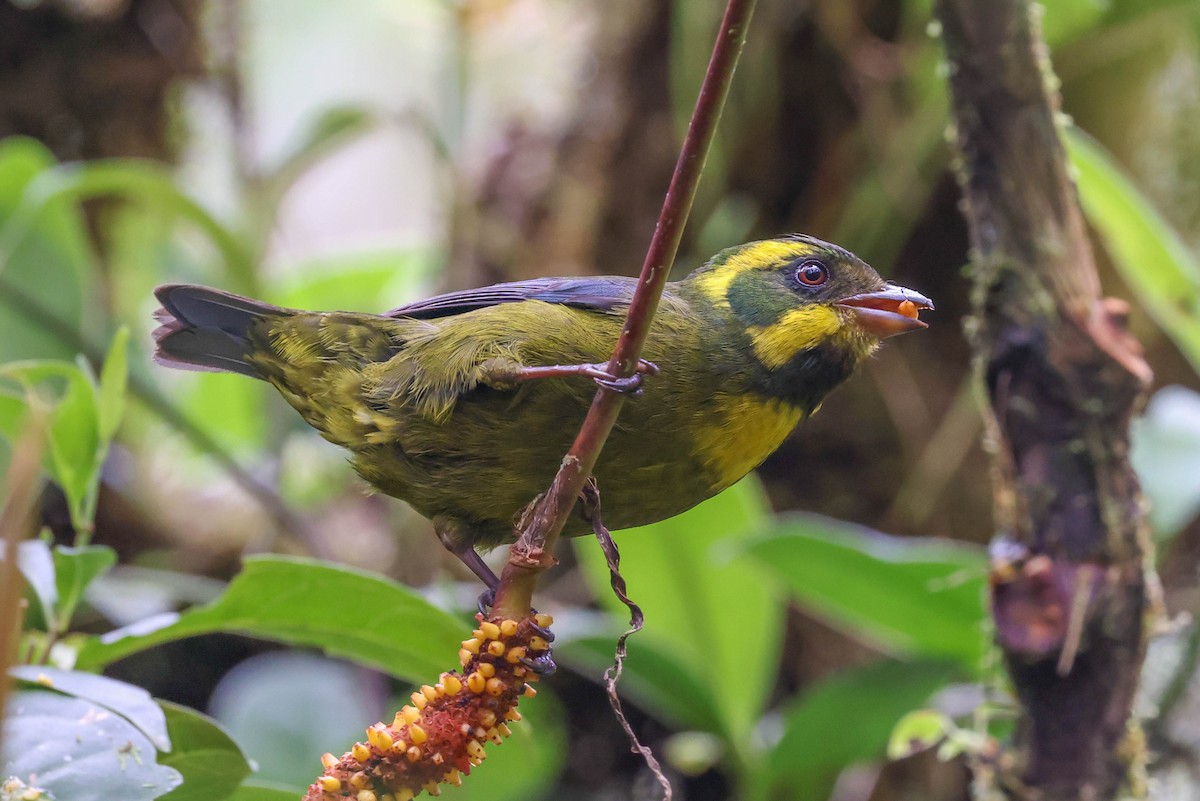 Gold-ringed Tanager - ML432135131