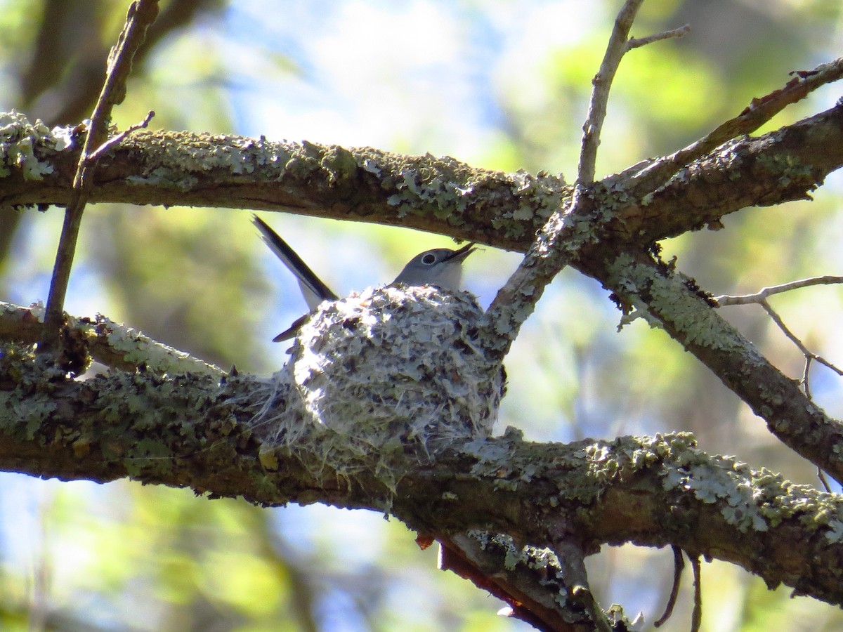 Blue-gray Gnatcatcher - ML432136151
