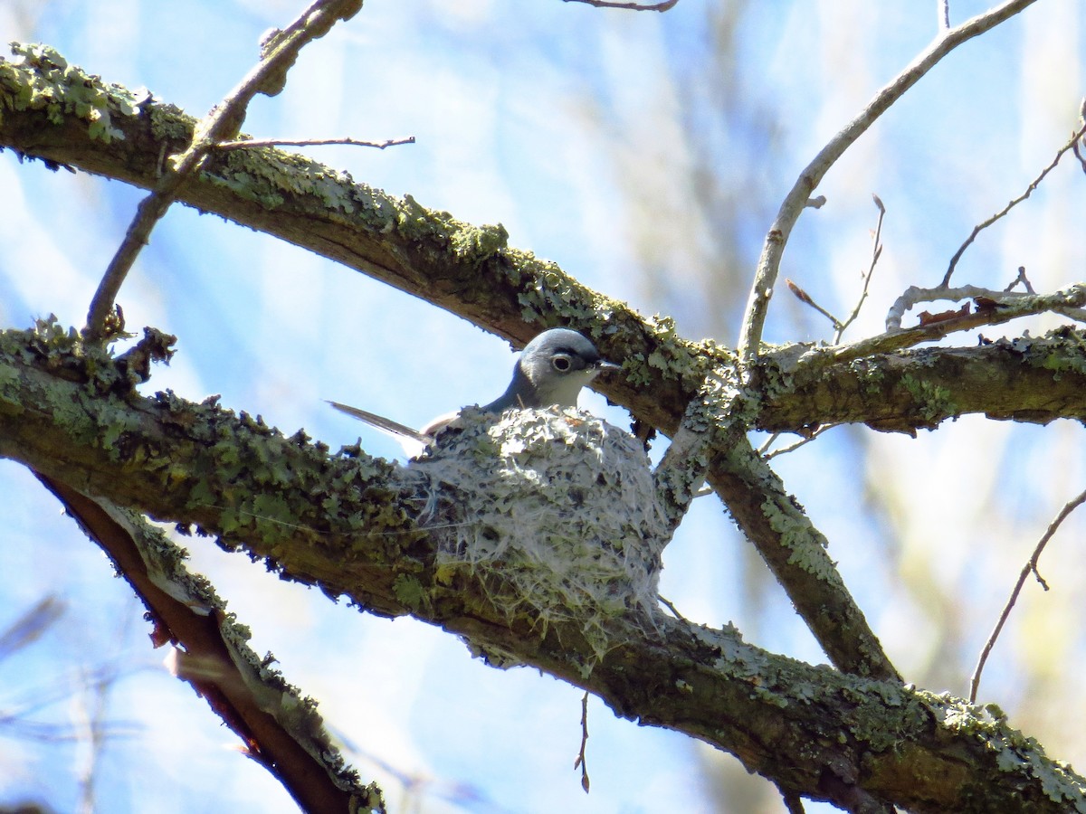 Blue-gray Gnatcatcher - ML432136311