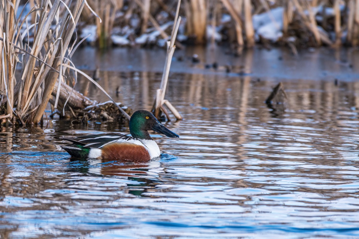 Northern Shoveler - Matt Saunders