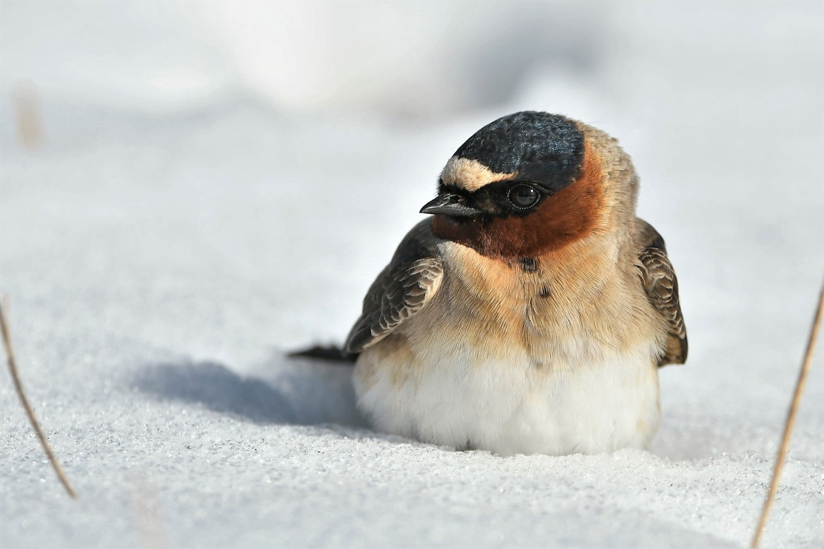 Cliff Swallow - ML432138011