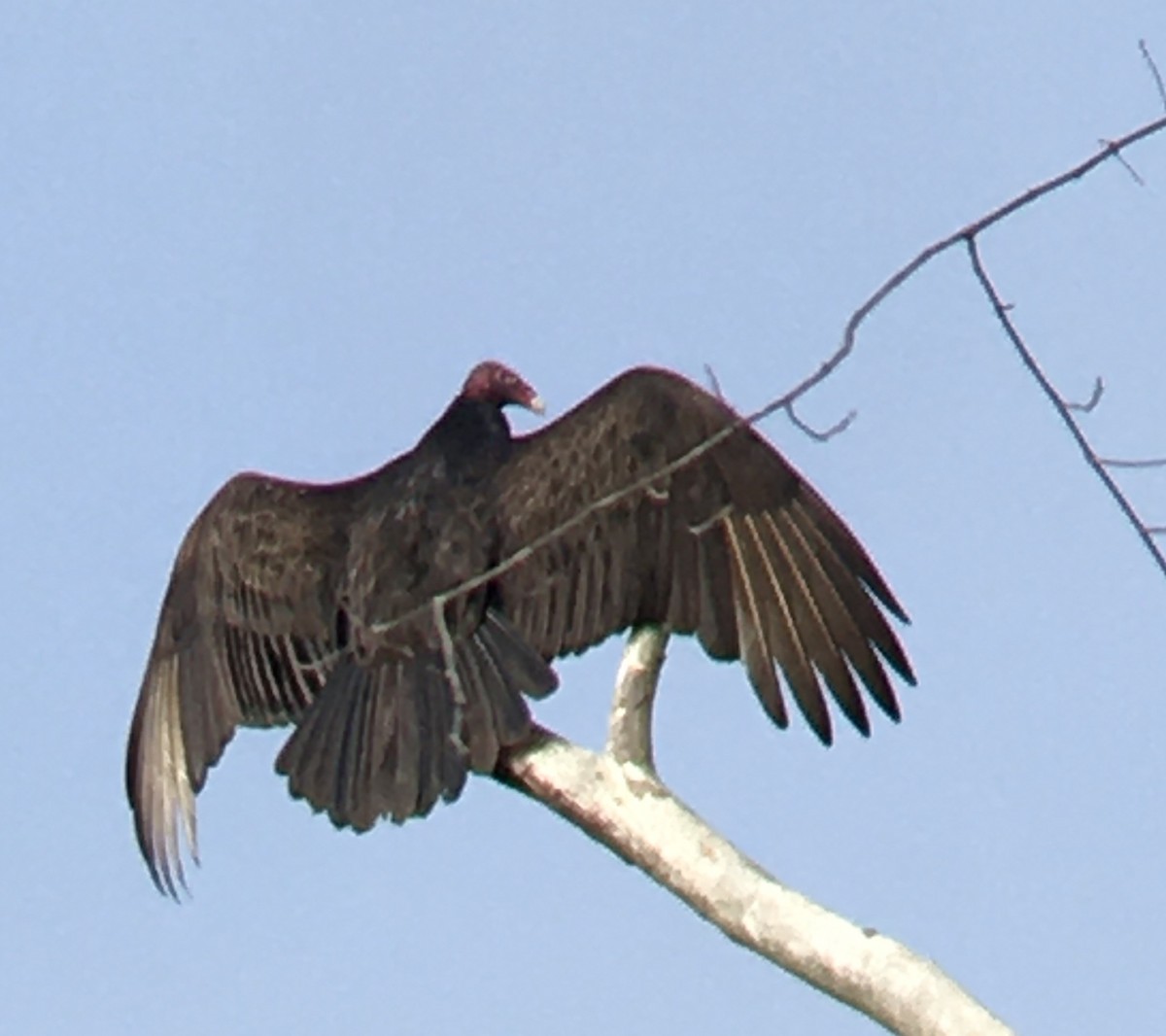 Turkey Vulture - ML432138061
