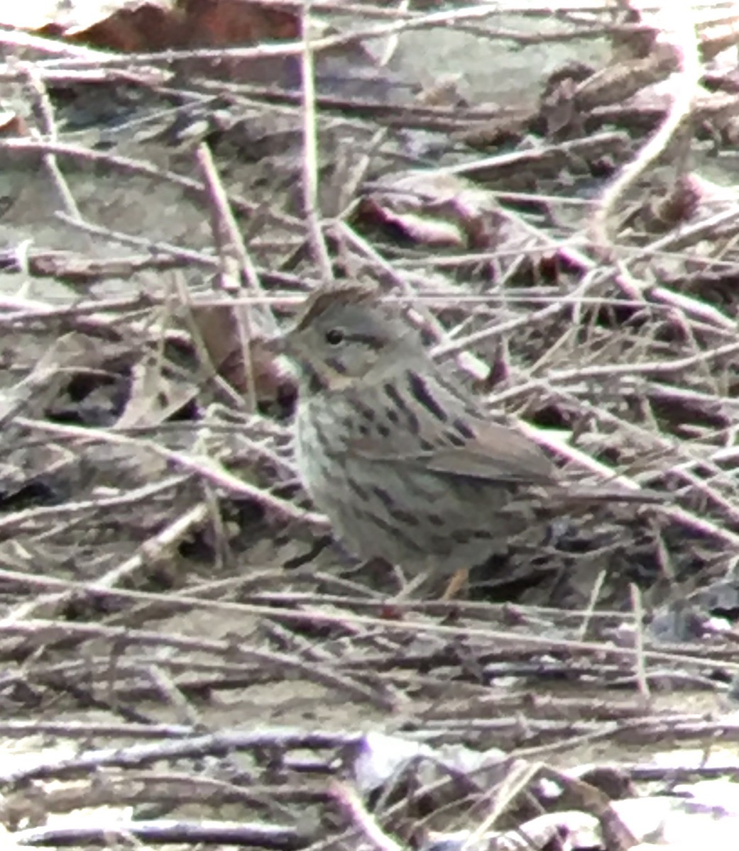 Song Sparrow - ML432138401
