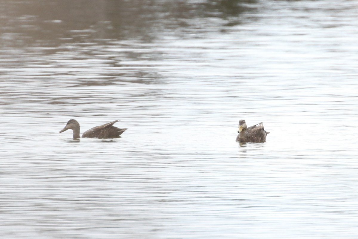 American Black Duck - Xiaoni Xu