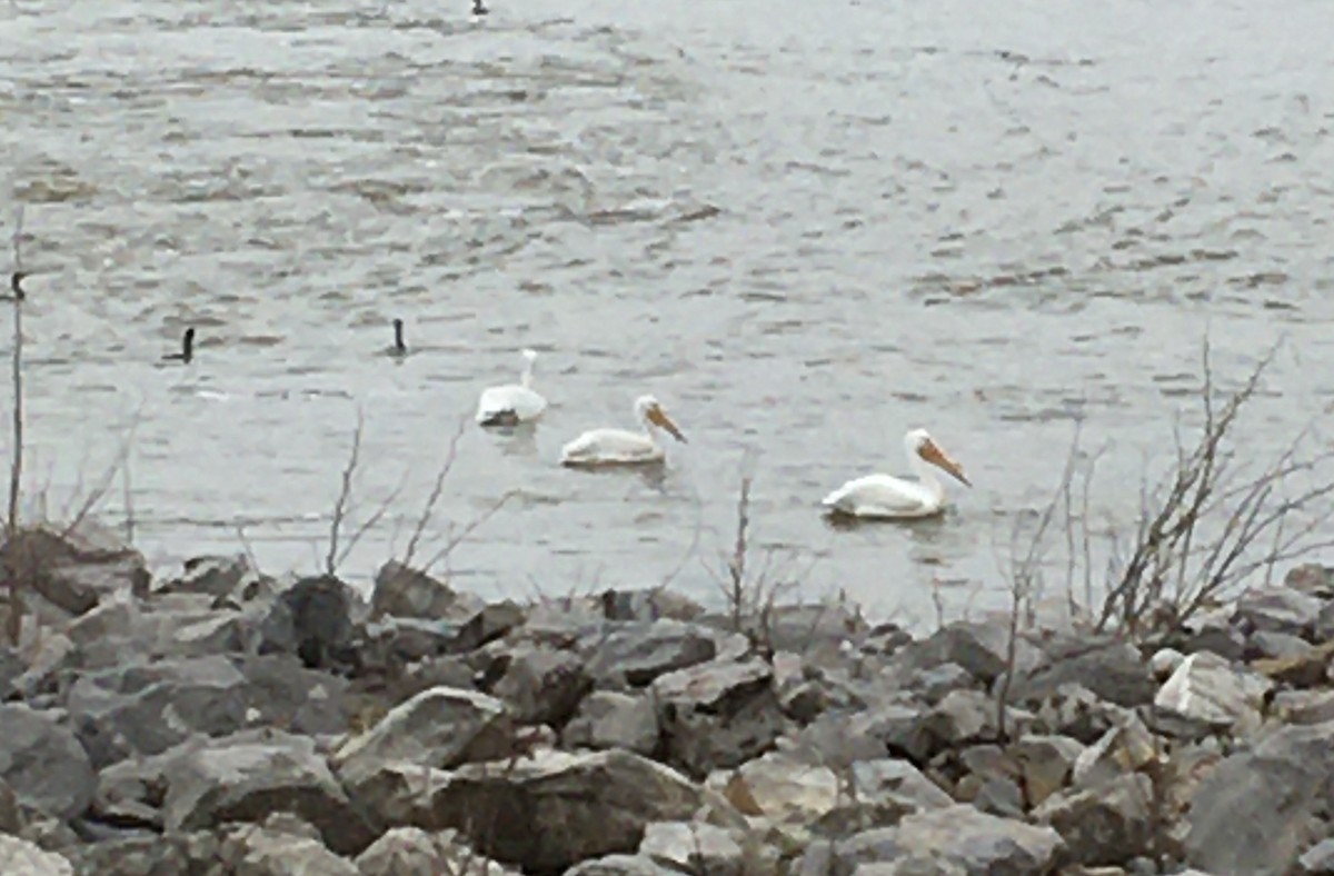 American White Pelican - ML432139551
