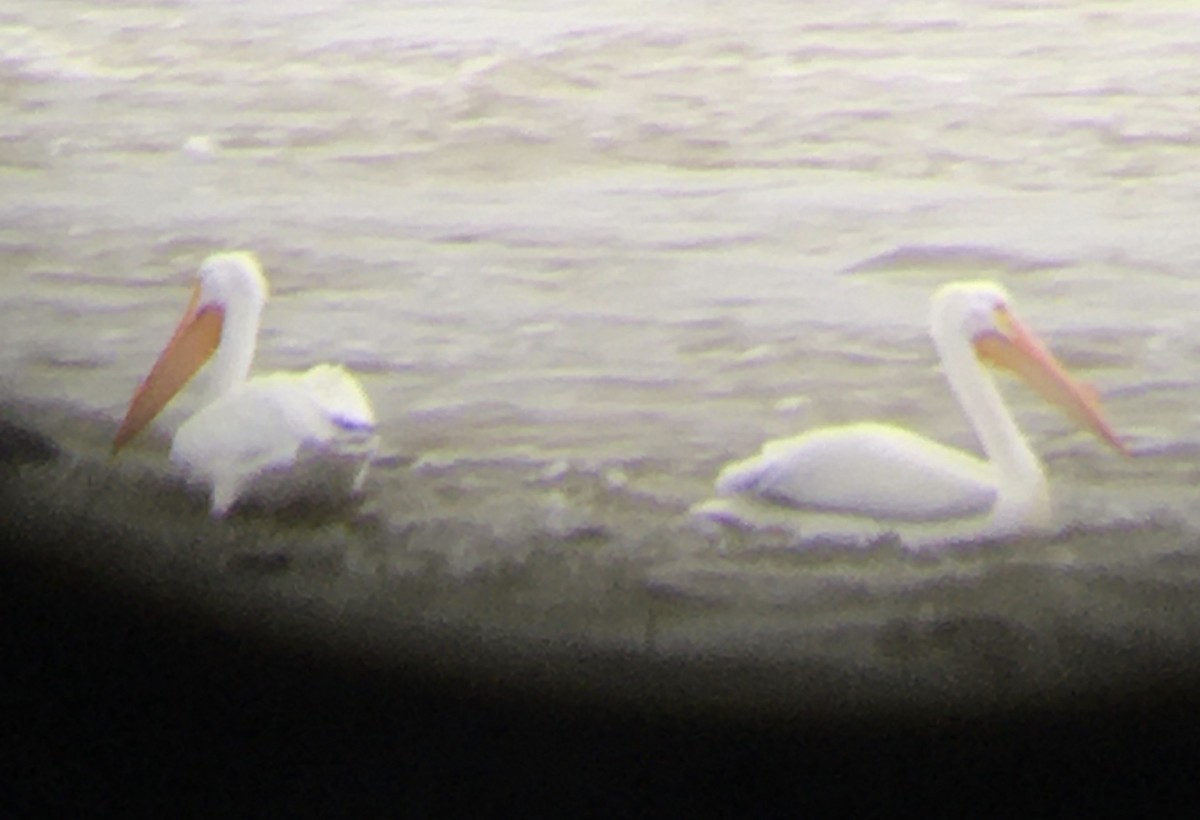 American White Pelican - ML432139561