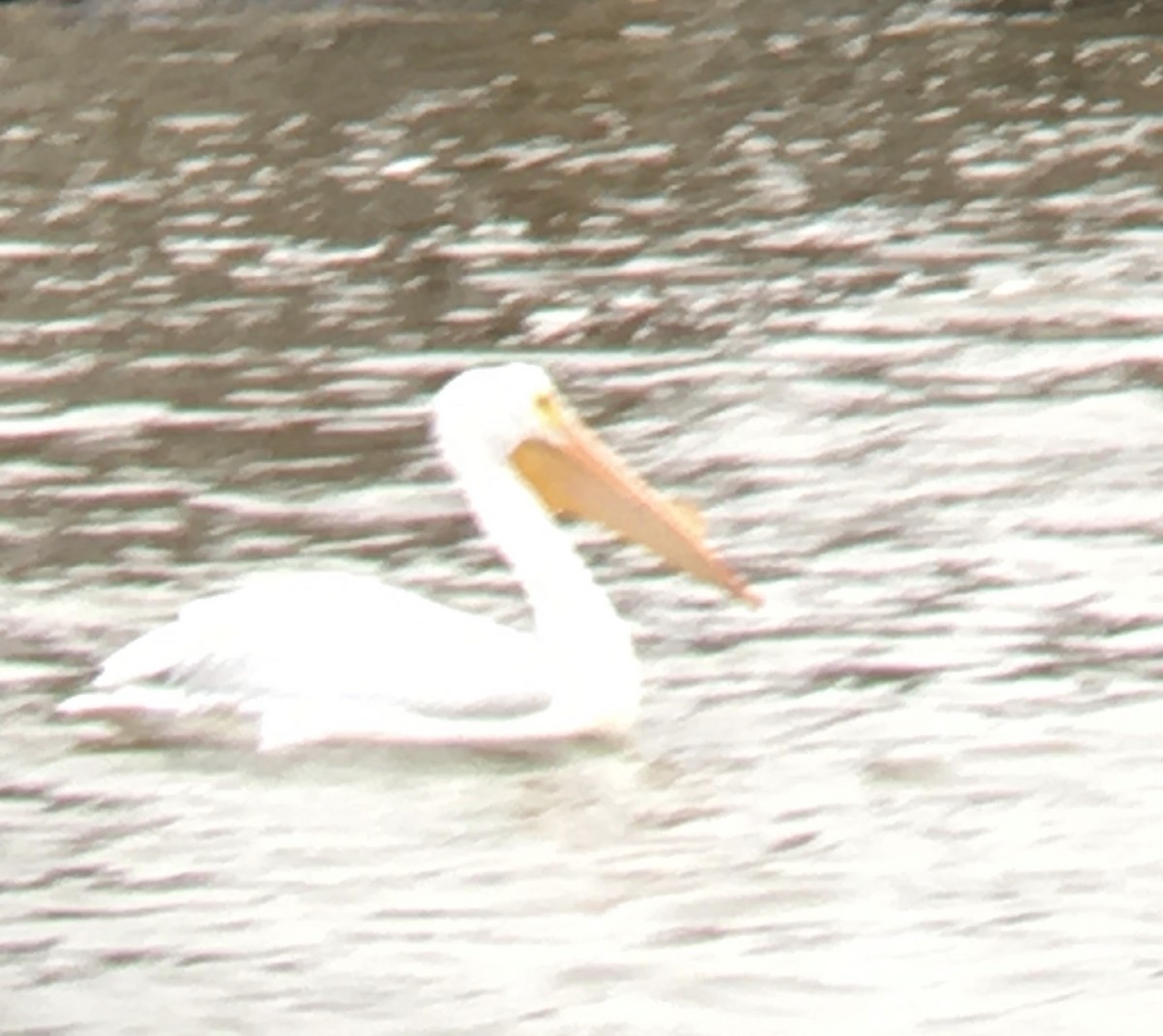 American White Pelican - ML432139591