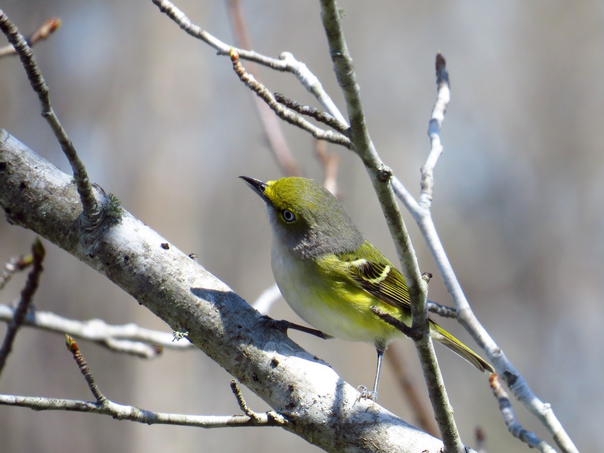 White-eyed Vireo - ML432139681