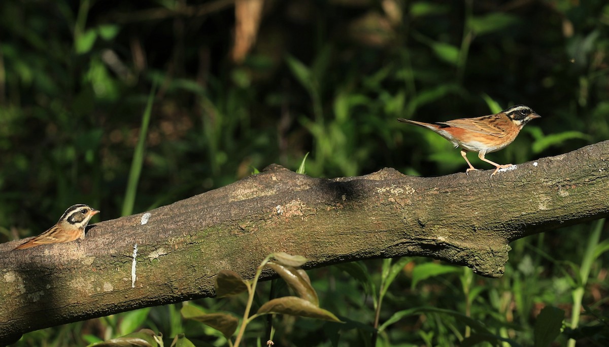 Tristram's Bunting - ML432139821