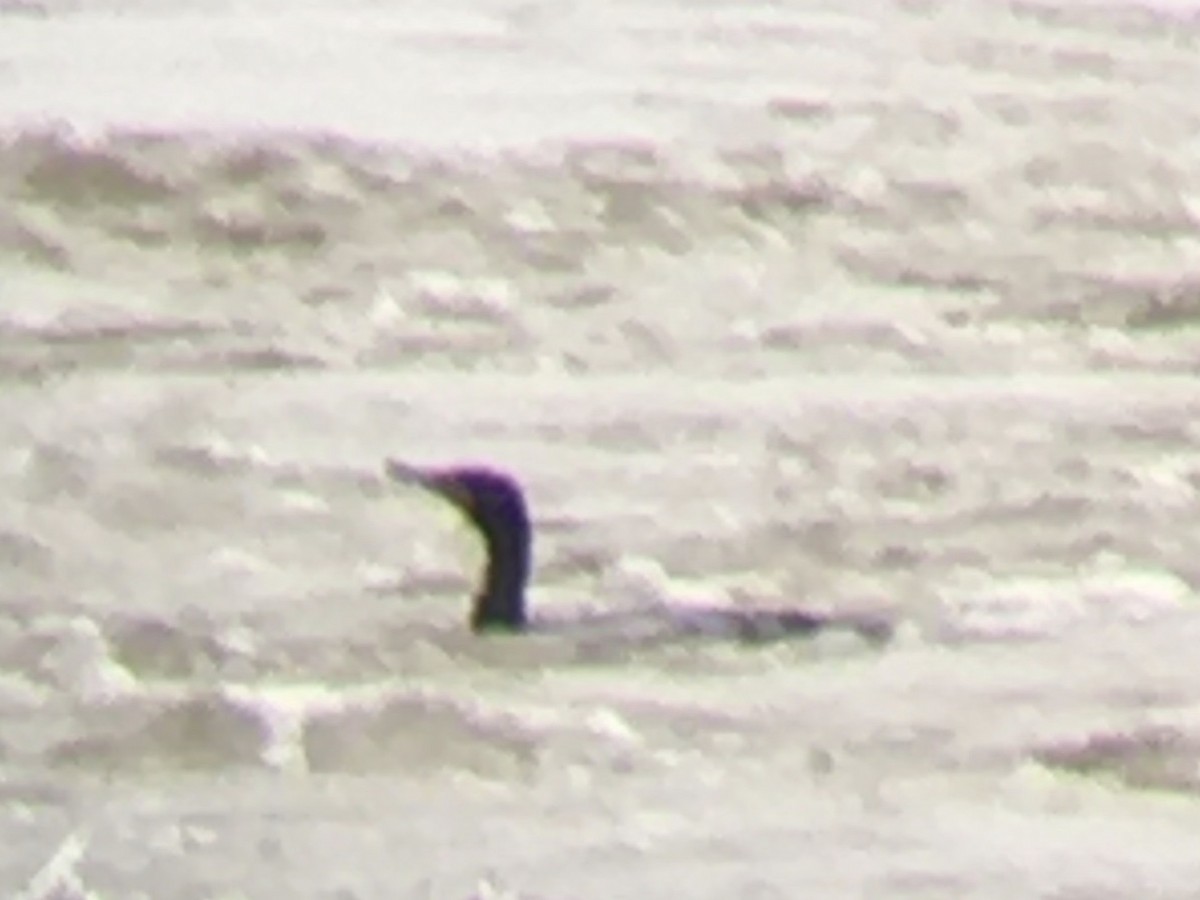 Double-crested Cormorant - ML432139891