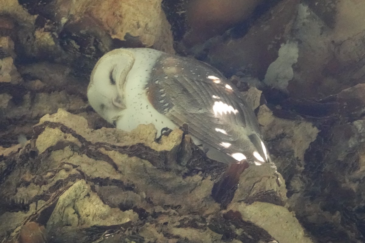 Barn Owl (Eastern) - ML432140921