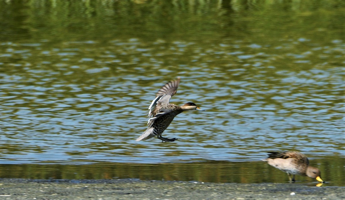 Silver Teal - Marcelo Donoso