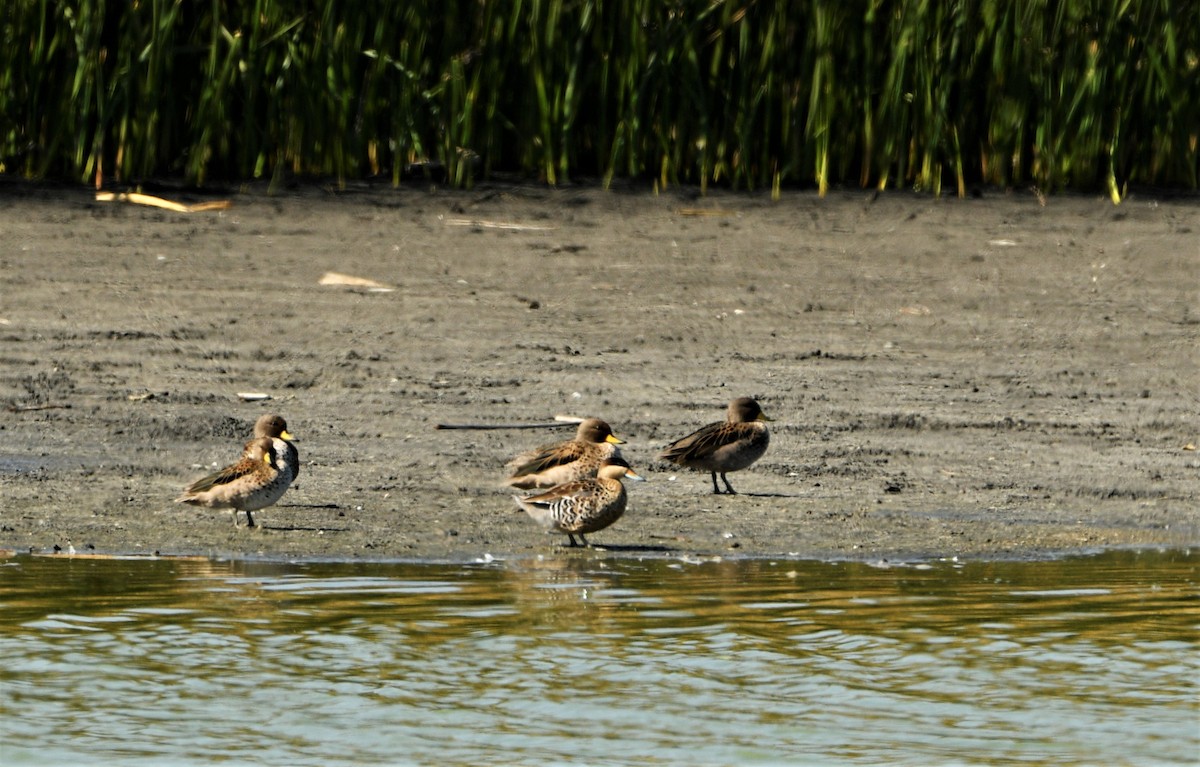 Silver Teal - Marcelo Donoso