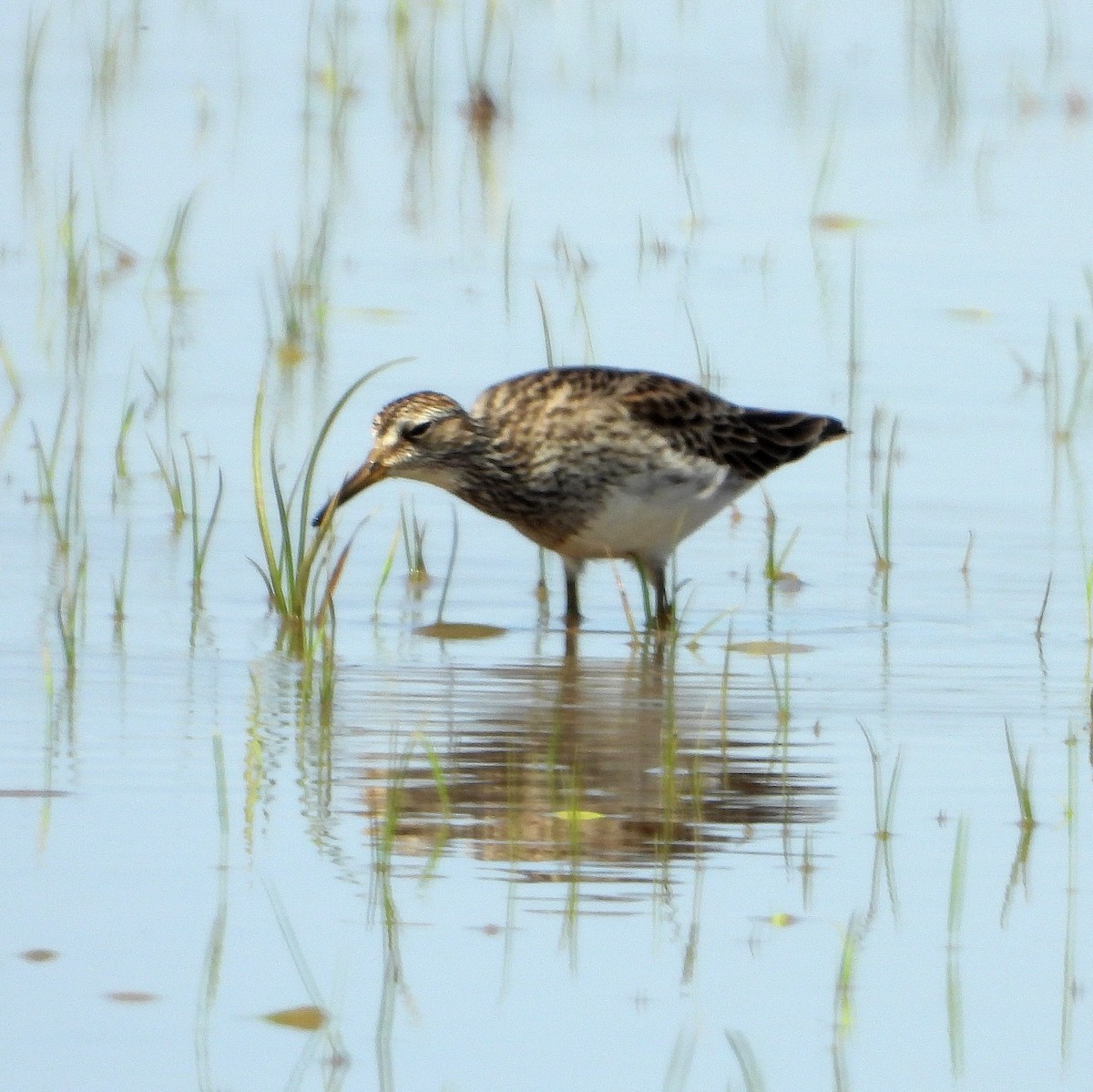 Pectoral Sandpiper - ML432143281