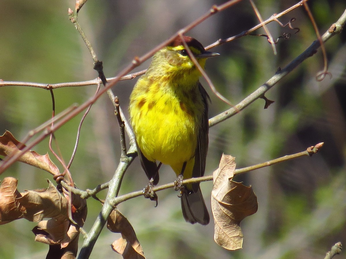 Palm Warbler (Yellow) - ML432143701