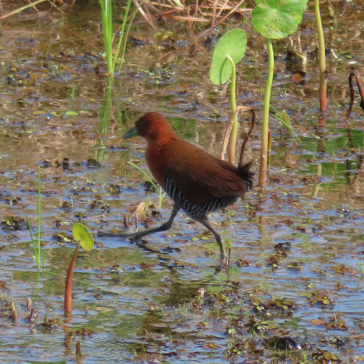 White-throated Crake (Rufous-faced) - ML432146191