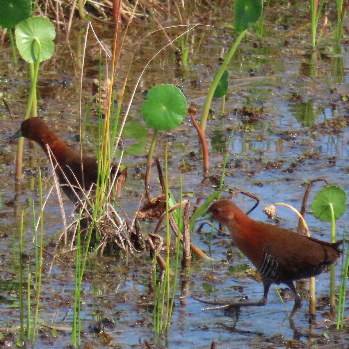 White-throated Crake (Rufous-faced) - ML432146211