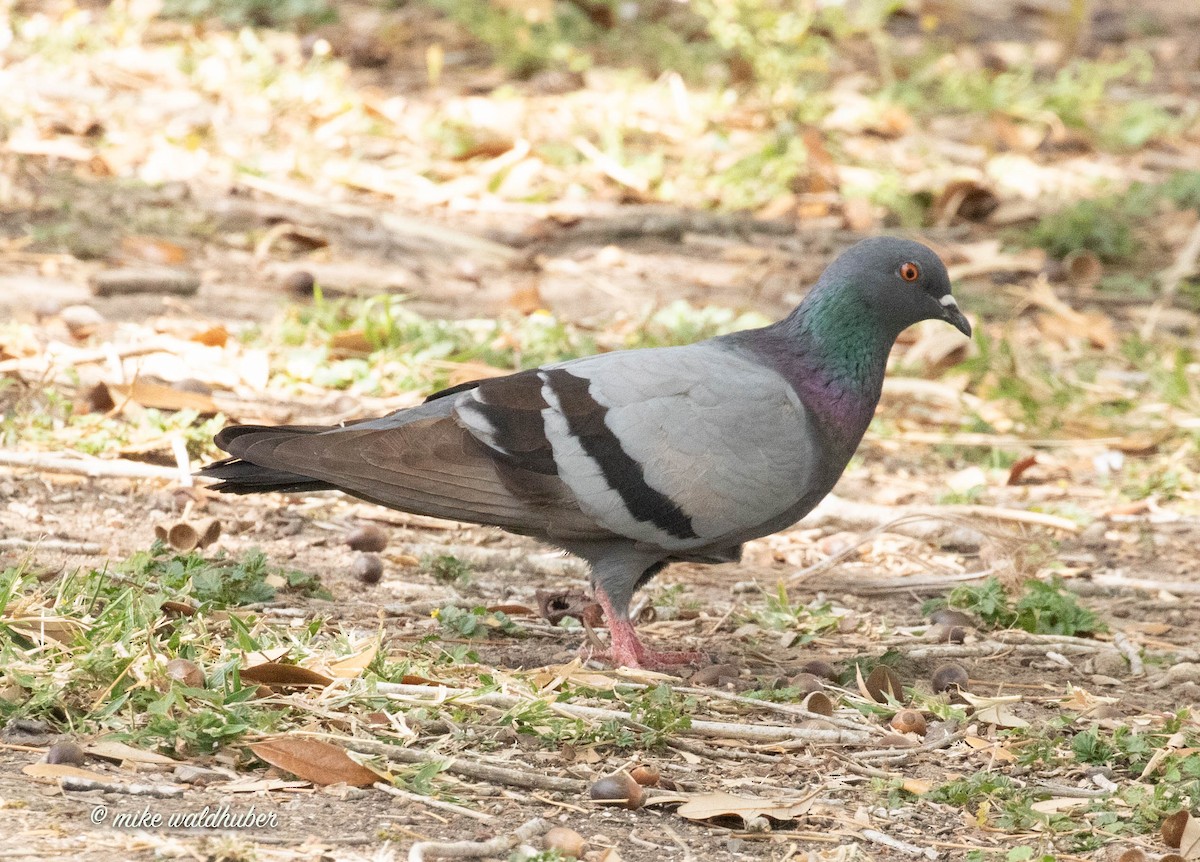 Rock Pigeon (Feral Pigeon) - ML432146581