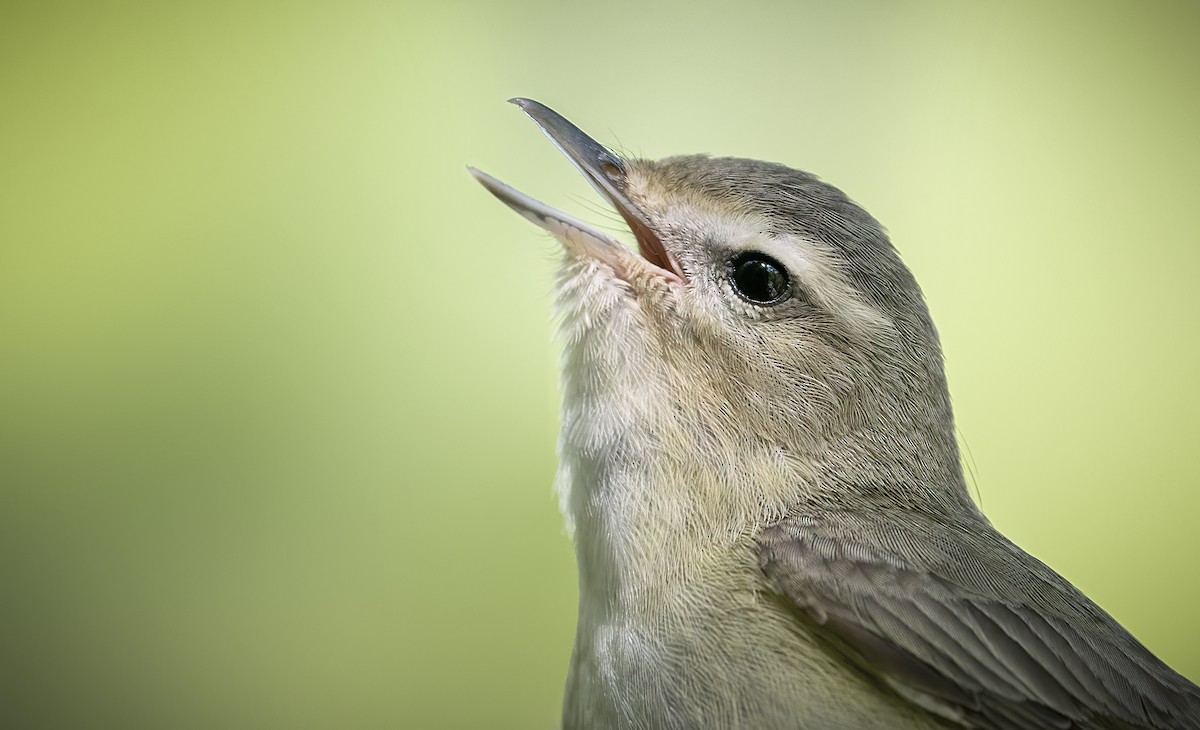 Warbling Vireo - ML432146601