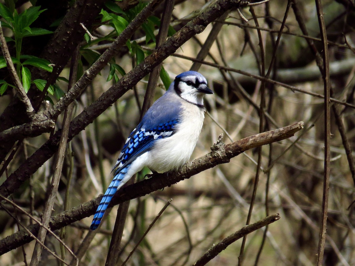 Blue Jay - ML432147731