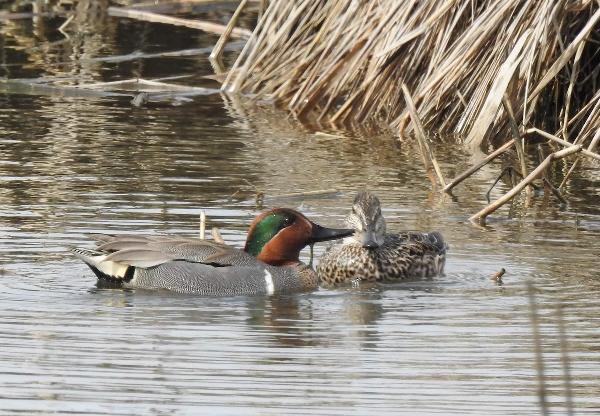 Green-winged Teal - ML432150611