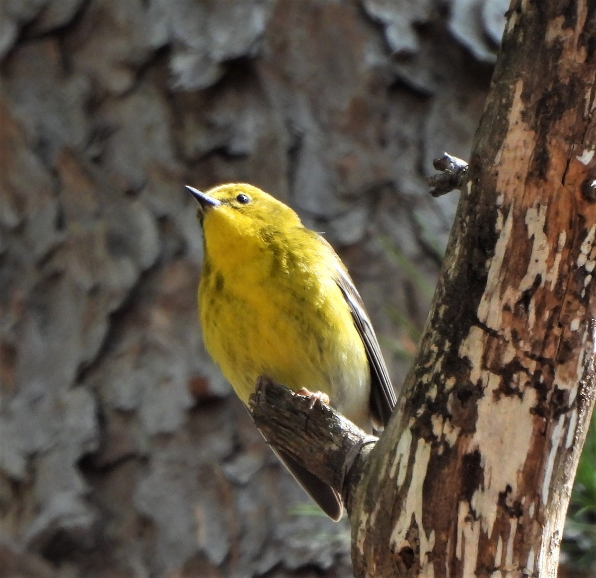 Pine Warbler - Paul McKenzie