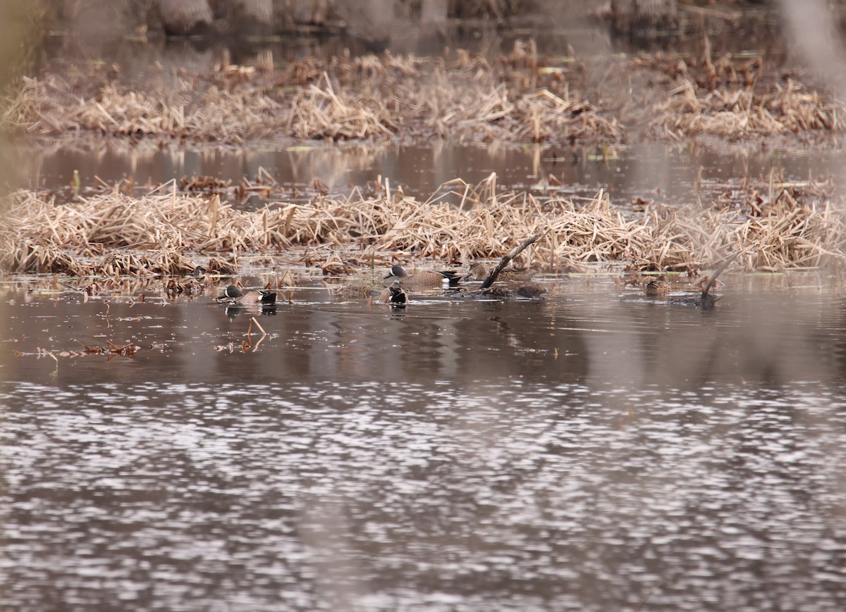 Blue-winged Teal - ML432151191