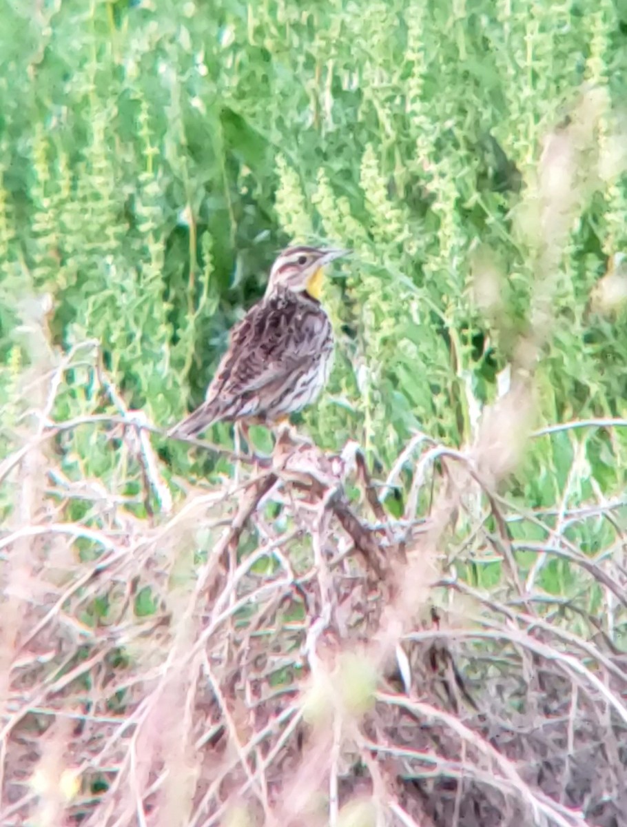 Western Meadowlark - ML432152851