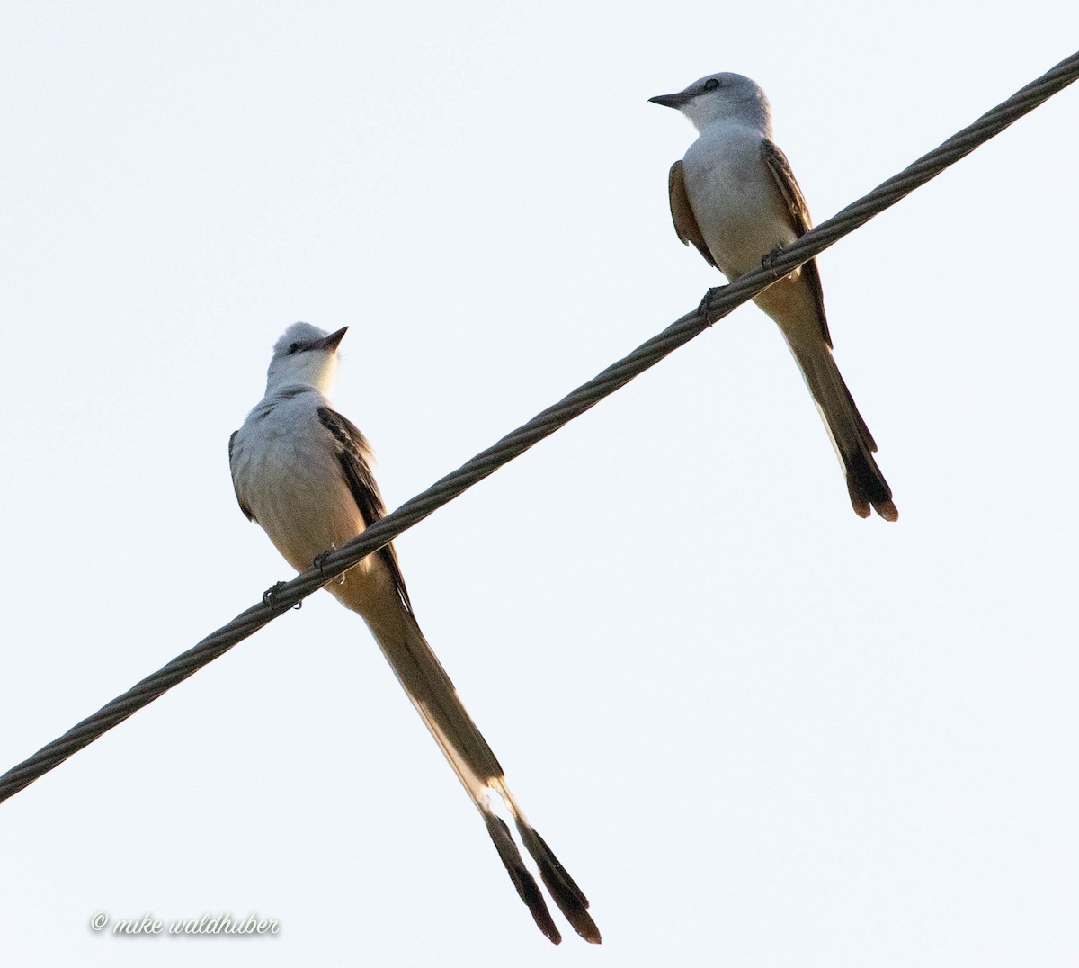 Scissor-tailed Flycatcher - ML432153311