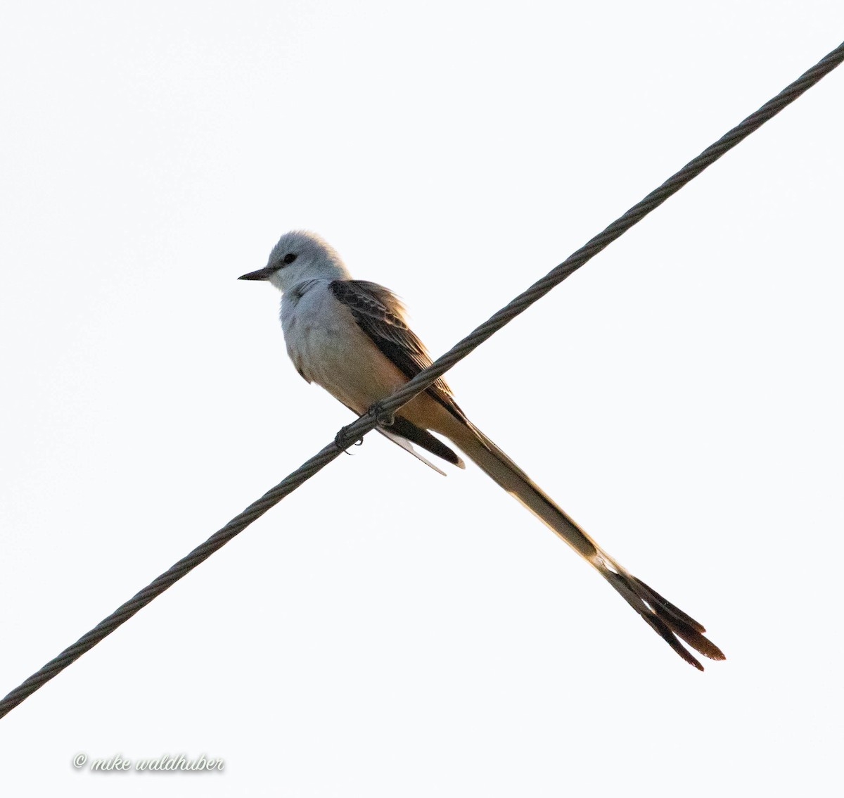 Scissor-tailed Flycatcher - Mike Waldhuber