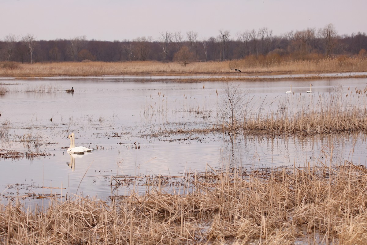 Trumpeter Swan - ML432155401