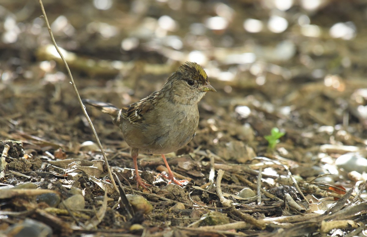 Golden-crowned Sparrow - ML432155971