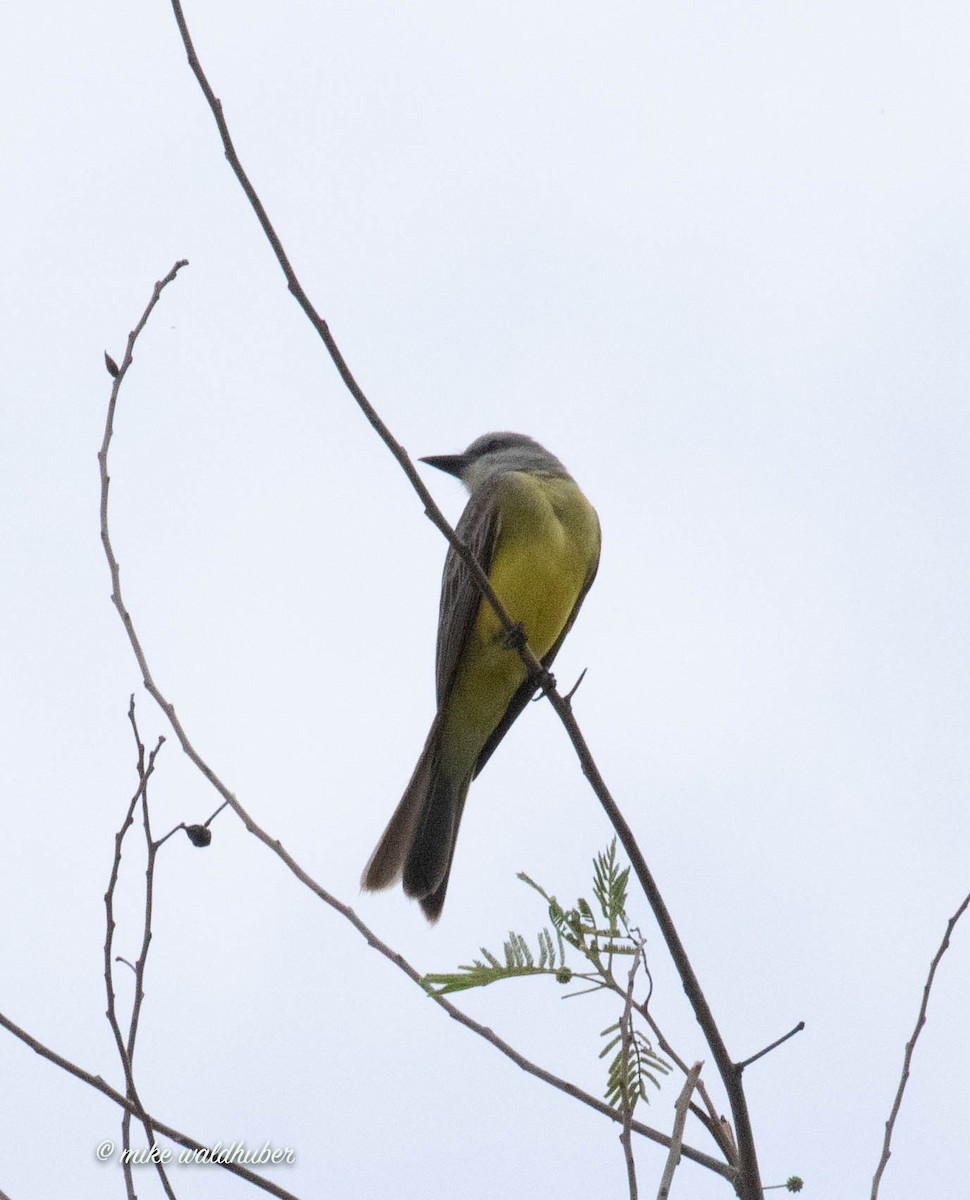 Tropical Kingbird - ML432157521