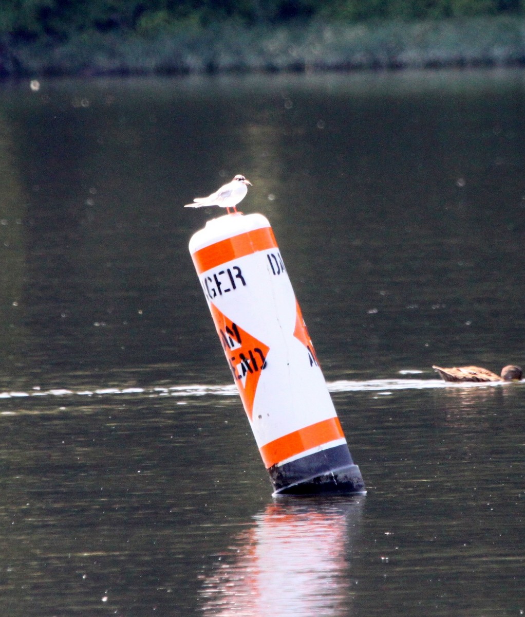 Forster's Tern - ML43215801