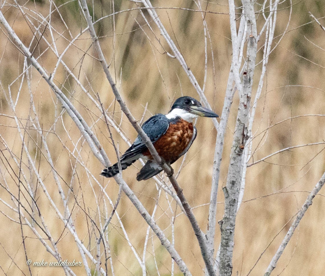 Ringed Kingfisher - ML432158031